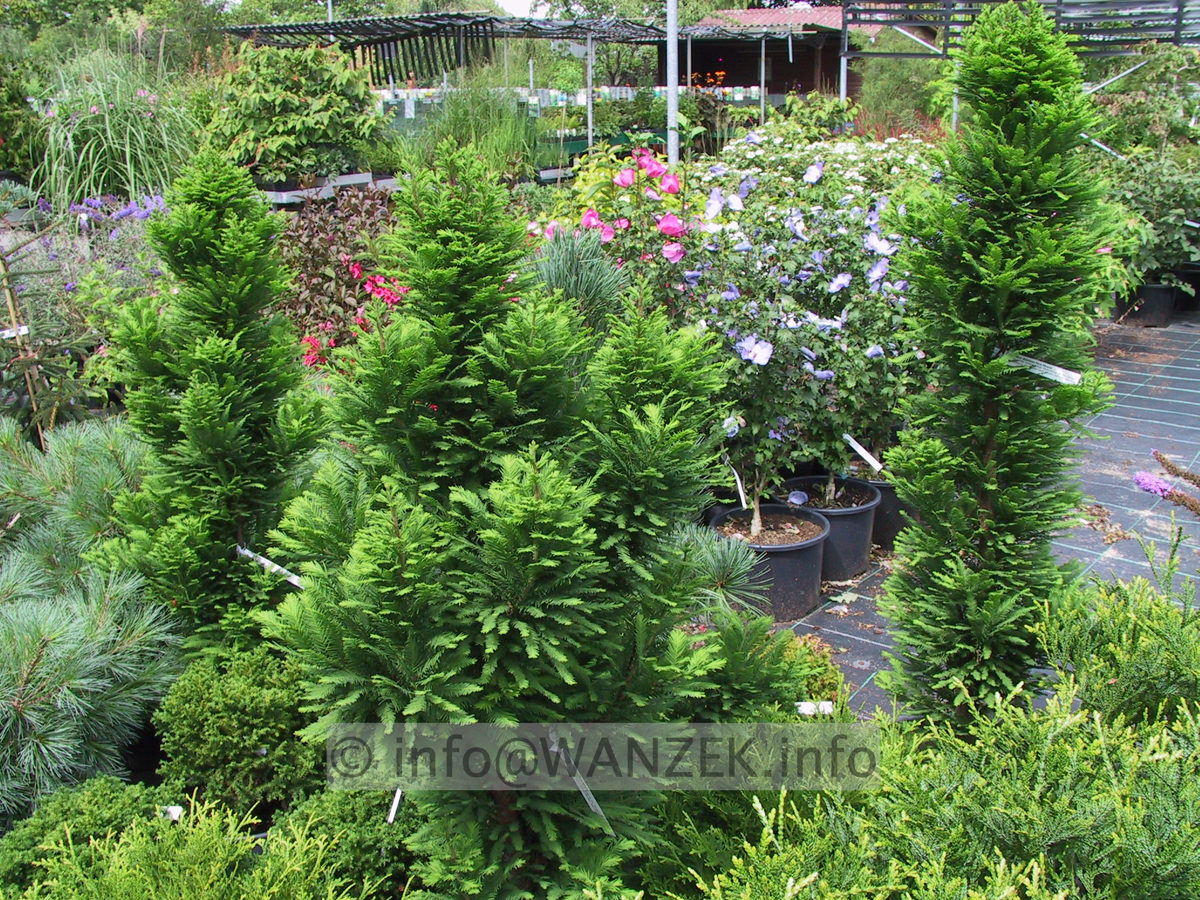 Taxodium distichum Peve Minaret 03.JPG